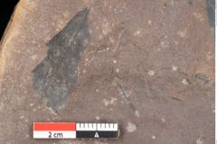 Foto (Detailsansicht) von Quercus palaeoilex Ettingshausen (NHMW-GEO-2024-0188-0761)